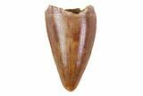 Unusual, Serrated, Crocodylomorph Tooth - Morocco #72655-1